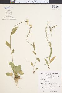 Cardamine bulbosa image