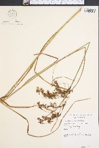 Scirpus atrocinctus image