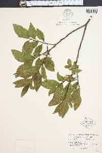 Rhamnus alnifolia image