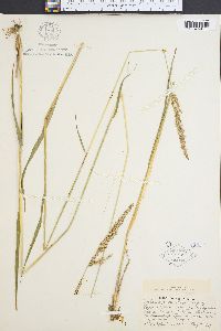 Calamagrostis porteri image