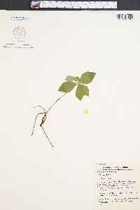 Cornus canadensis image