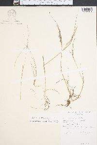 Agrostis mertensii image