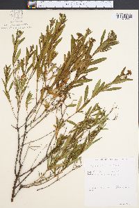 Hypericum densiflorum image