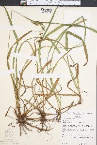 Carex scabrata image