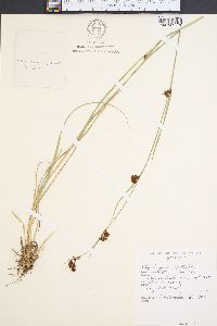 Rhynchospora capitellata image