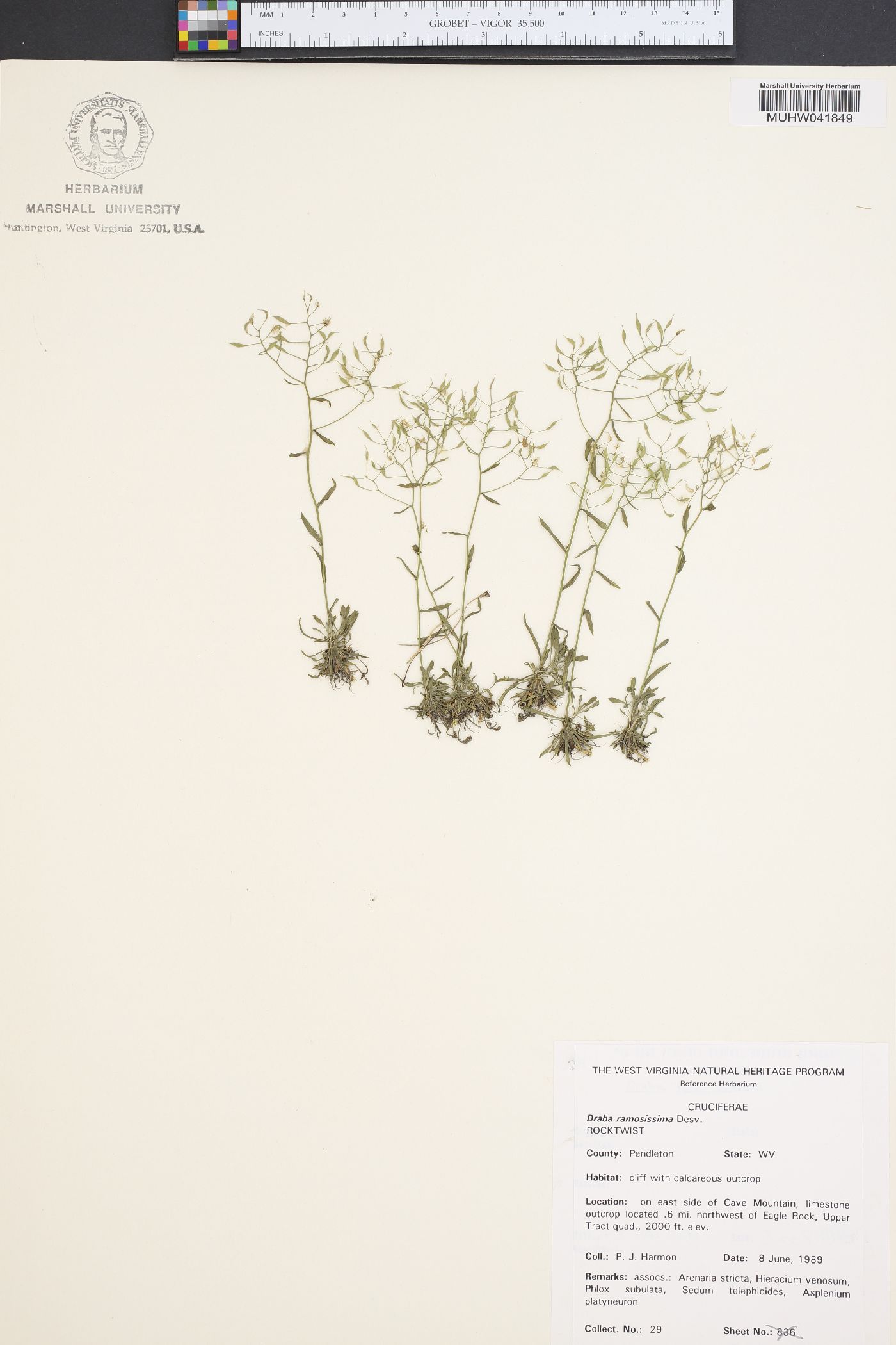 Draba ramosissima image