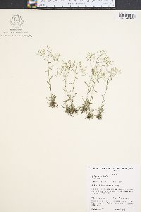 Draba ramosissima image