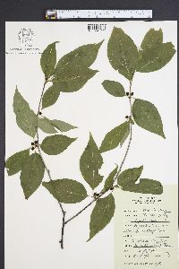 Ilex montana image