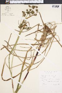 Scirpus microcarpus image