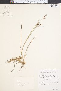 Juncus brevicaudatus image