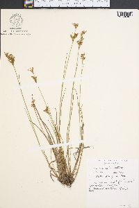 Juncus subcaudatus image