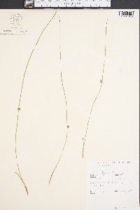 Juncus filiformis image