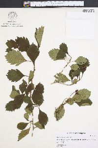 Crataegus punctata image