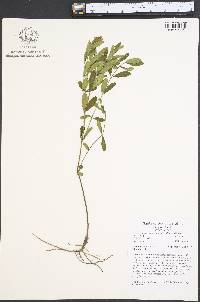 Dyschoriste oblongifolia image