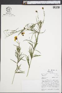 Coreopsis delphiniifolia image