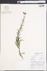 Vernonia angustifolia image