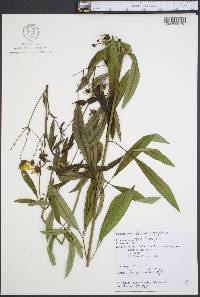 Coreopsis tripteris image