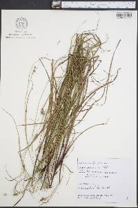 Carex swanii image