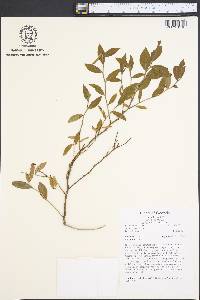 Ilex ambigua image