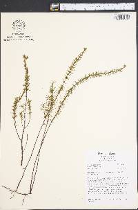 Hypericum piriai image