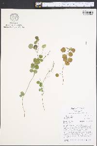 Desmodium ciliare image