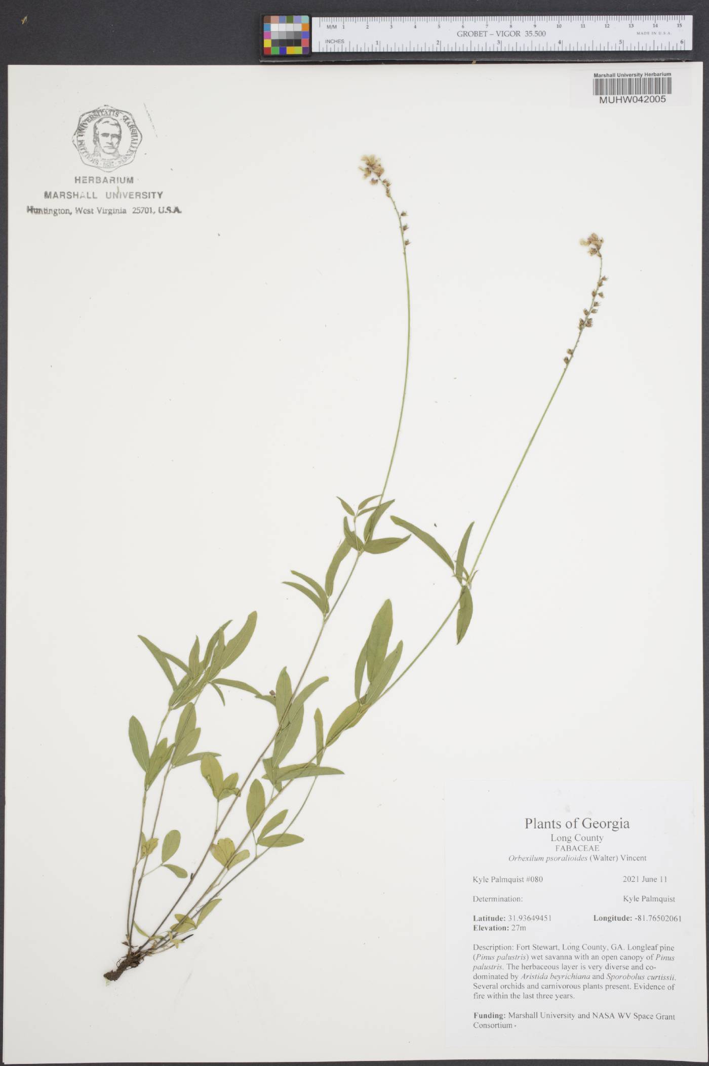 Orbexilum pedunculatum var. psoralioides image