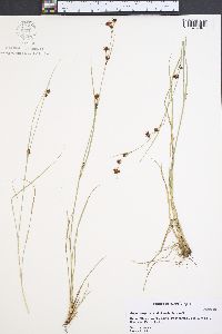 Rhynchospora capitellata image