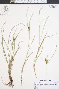 Carex baileyi image