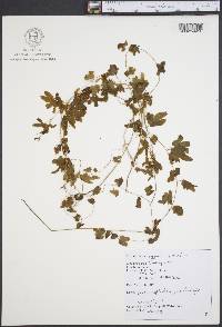 Lygodium palmatum image