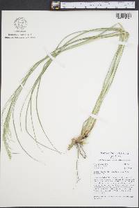 Coleataenia anceps subsp. anceps image