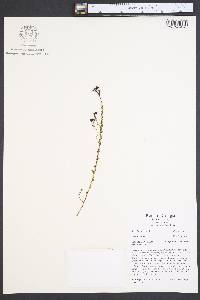 Ceanothus microphyllus image