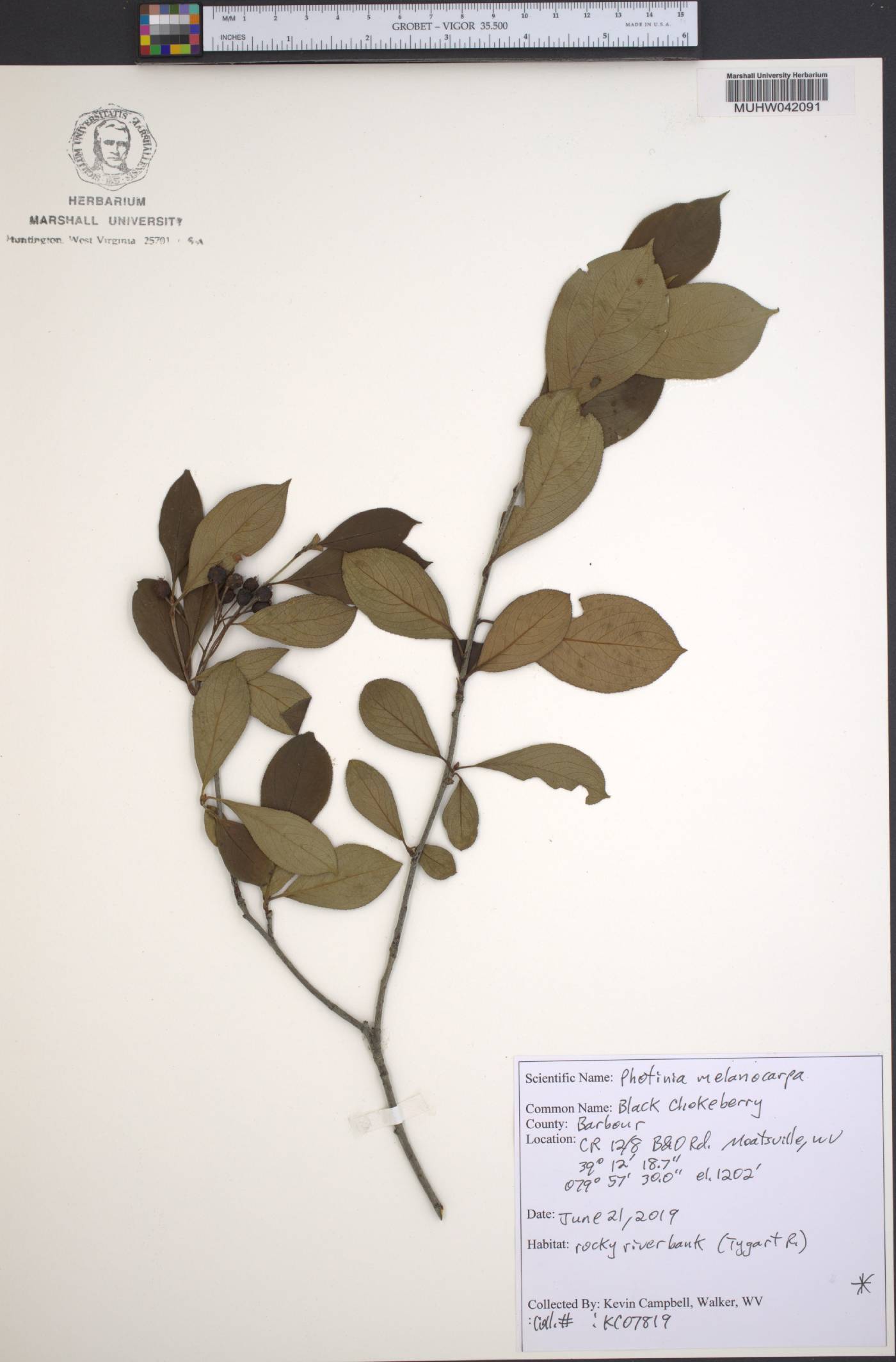 Photinia melanocarpa image