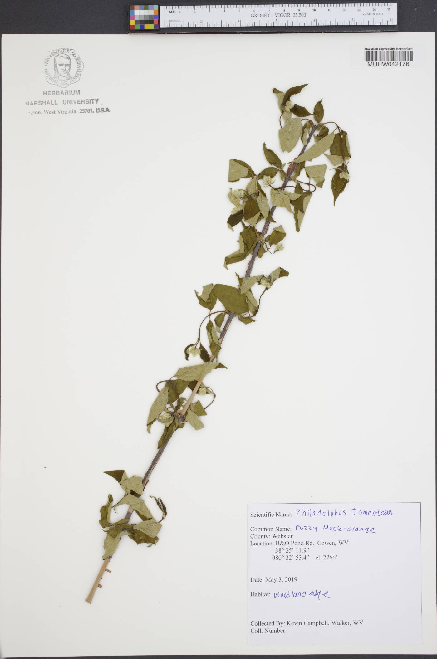 Philadelphus tomentosus image