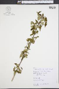 Philadelphus tomentosus image