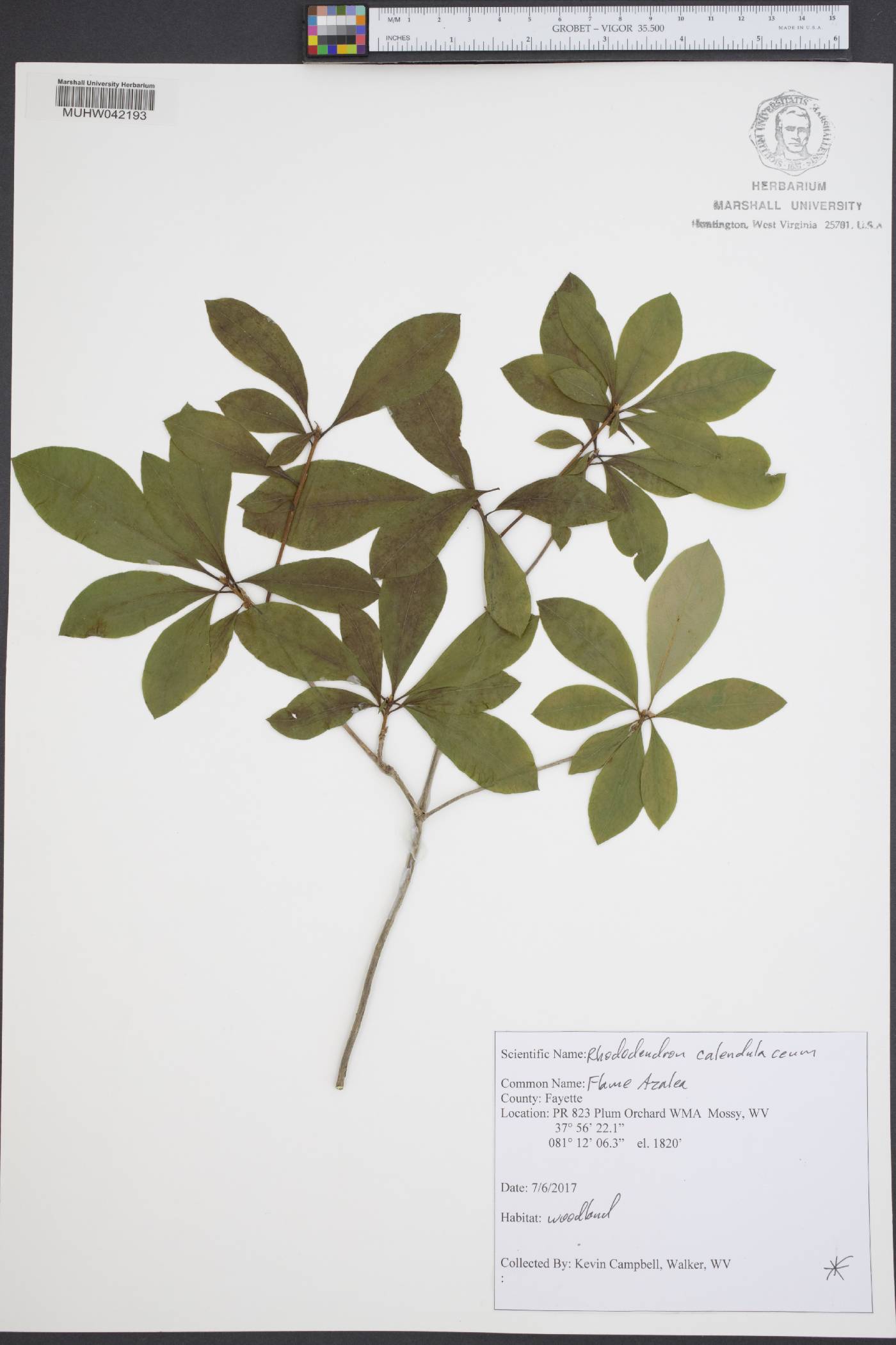 Rhododendron calendulaceum image