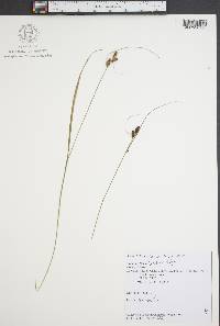 Carex caroliniana image