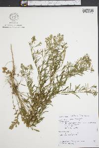 Lepidium densiflorum image