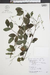 Desmodium glabellum image