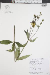 Silphium asteriscus var. trifoliatum image