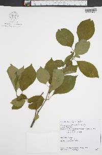 Ilex montana image