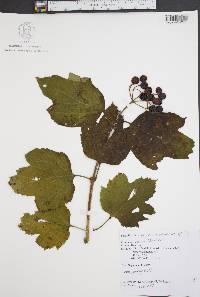 Viburnum opulus var. opulus image