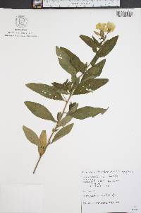 Oenothera fruticosa subsp. glauca image