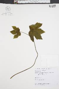 Hydrastis canadensis image