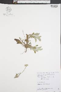 Antennaria parlinii subsp. parlinii image