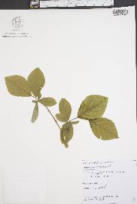 Dirca palustris image