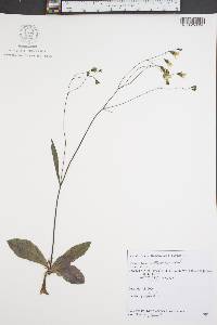 Hieracium venosum image