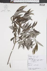 Salix sericea image