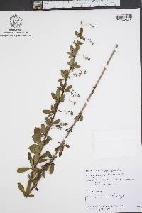 Berberis canadensis image