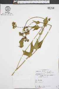 Mirabilis nyctaginea image