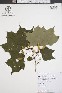 Acer nigrum image